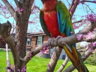 Rehoming my sweet macaw