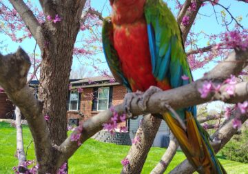 Rehoming my sweet macaw