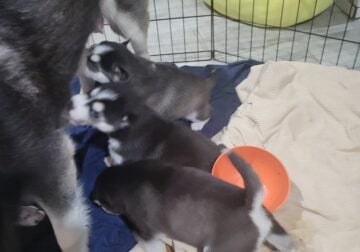 Husky puppie