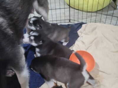 Husky puppie