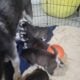 Husky puppie