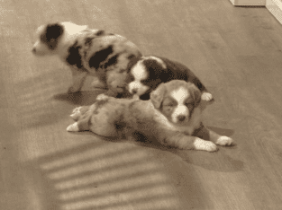 mini Australian shepherd’s