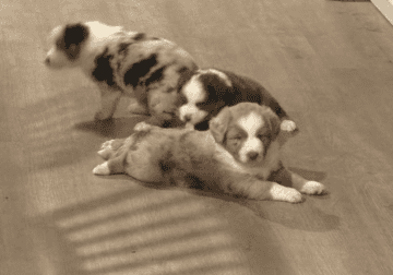 mini Australian shepherd’s