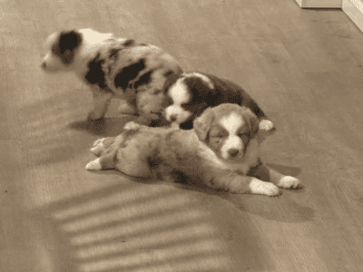 mini Australian shepherd’s