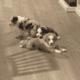 mini Australian shepherd’s