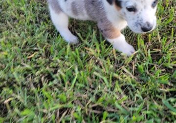 Cowboy corgi puppies