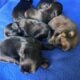 Yorkies