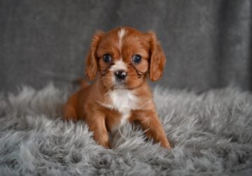 AKC Cavalier King Charles Wooster OH Bradley