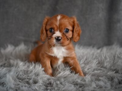 AKC Cavalier King Charles Wooster OH Bradley