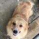 AKC corgis