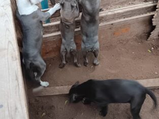 Pit puppies