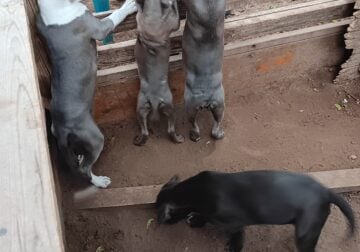 Pit puppies