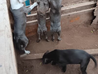 Pit puppies