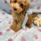 Tiny toy poodle
