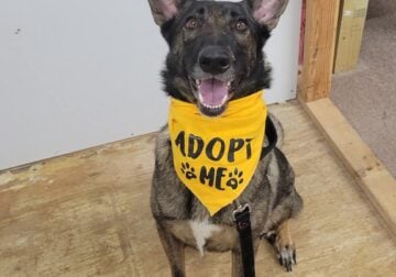 Rehoming female trained malinois