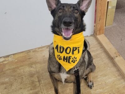 Rehoming female trained malinois