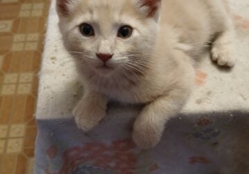 domestic kittens for adoption 13 weeks old. born