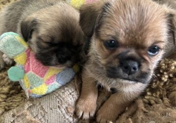 Tinybear’s Shih tzu/Frenchie
