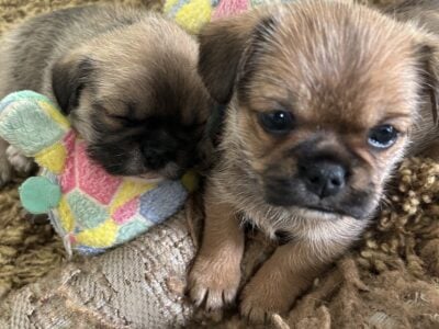 Tinybear’s Shih tzu/Frenchie