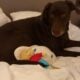 3year old Chocolate Lab
