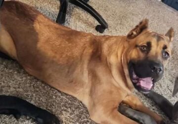 Female Cane Corso