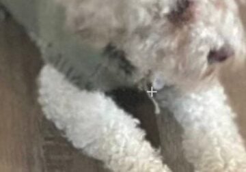 Poodle