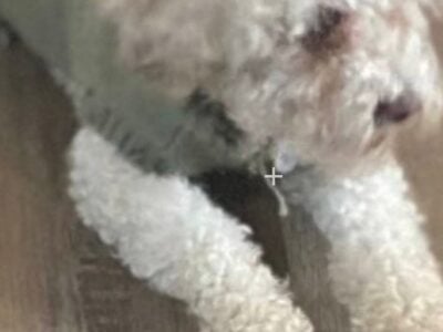 Poodle