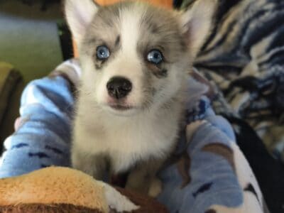 Pomsky puppy Alfie
