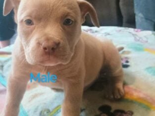 Bully puppies