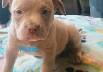 Bully puppies