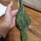 Male Indian Ringneck