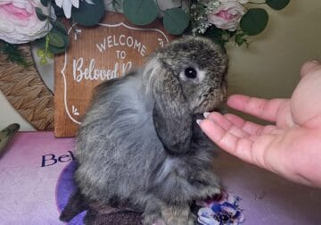 Chesnut fuzzy Holland lop