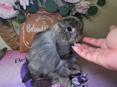 Chesnut fuzzy Holland lop