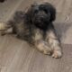 Male pup