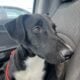 Pup for adoption