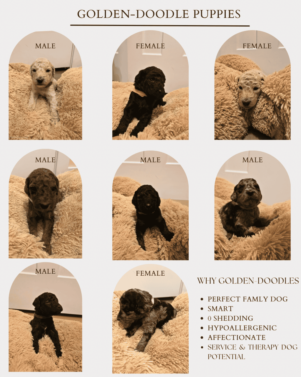 Golden-Doodle puppies