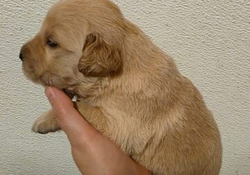 Golden retriever puppies for sale