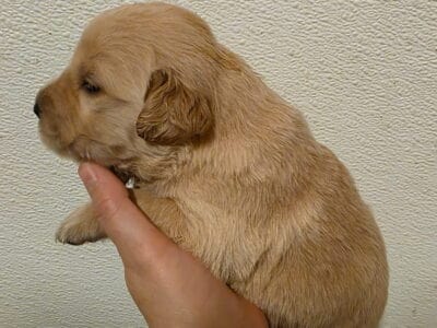Golden retriever puppies for sale