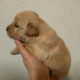 Golden retriever puppies for sale
