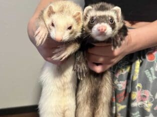 Two ferrets, male and female