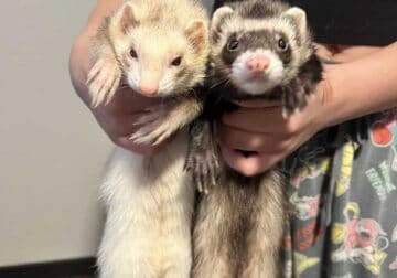 Two ferrets, male and female