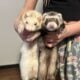 Two ferrets, male and female