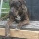Italian Mastiff/ Dogo de Bourgeois