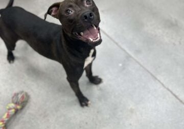 Young male pit mix (Aster)