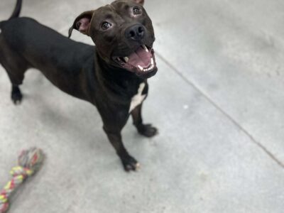Young male pit mix (Aster)