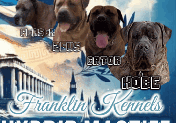 Mastiff