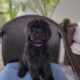 Adorable Labradoodle Puppies Ready Today!