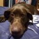 3year old Chocolate Lab