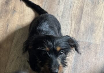 Dorkie Male black and tan