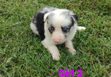 CKC registered border Collie puppies